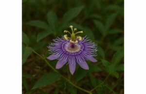 Learn how passionflower may ease anxiety, restlessness, and stress-related sleep problems, plus dosage tips, benefits, and key safety precautions.