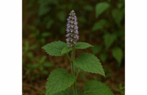 Patchouli Benefits, Key Ingredients, Aromatherapy Uses, and Side Effects Explore patchouli benefits for stress relief, skin support, digestion, and aromatherapy, plus key compounds, safe dilution, and possible side effects.