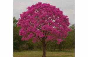 Pau d’Arco for Inflammation, Immune Support, Key Compounds, and Safety Discover Pau d’Arco benefits, key compounds, and safety, including anti-inflammatory, antimicrobial, and immune-support potential.