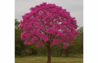 Pau d’Arco for Inflammation, Immune Support, Key Compounds, and Safety Discover Pau d’Arco benefits, key compounds, and safety, including anti-inflammatory, antimicrobial, and immune-support potential.