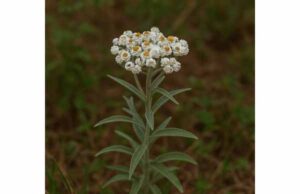 Pearly Everlasting Uses, Evidence, Dosage Ranges, and Who Should Avoid It Learn pearly everlasting uses for skin support, coughs, aches, and inflammation, plus what the evidence says, safe preparation, and key precautions.