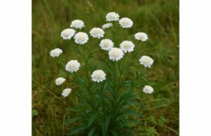 Pellitory for Oral Comfort, Digestive Support, and Safe Use Learn how pellitory may support oral comfort, digestion, and minor inflammation, plus traditional uses, dosing limits, and important safety precautions.