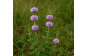 Pennyroyal Key Ingredients, Research, Dosage, and Toxicity Risks Learn pennyroyal benefits, key compounds, digestive support research, dosage limits, and why its essential oil carries serious toxicity risks.