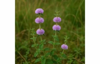 Learn pennyroyal benefits, key compounds, digestive support research, dosage limits, and why its essential oil carries serious toxicity risks.