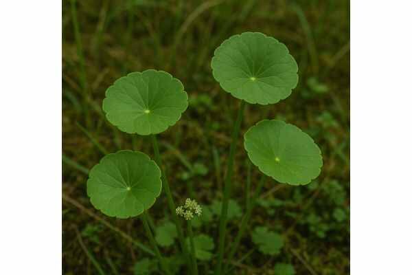 Pennywort Medicinal Properties, Traditional Uses, Dosage, and Safety Learn pennywort benefits for skin repair, circulation, and mild cognitive support, plus species differences, dosage ranges, and key safety tips.
