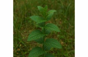 Peppermint for IBS, Bloating, Headache Relief, and Safe Use Learn how peppermint may ease IBS cramps, bloating, indigestion, and mild tension headaches, plus the safest forms, doses, and reflux cautions.