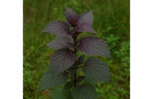 Perilla Seed Oil, Leaf Benefits, Key Compounds, and Safety Explore perilla leaf and seed oil benefits for mild allergies, inflammation, digestion, and plant omega-3 support, plus dosage and safety tips.