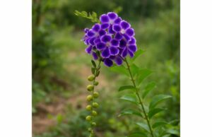 Pigeon Berry Active Compounds, Health Effects, Uses, and Risks Learn about pigeon berry’s active compounds, experimental antioxidant and anti-inflammatory effects, toxicity risks, and why home use is not advised.