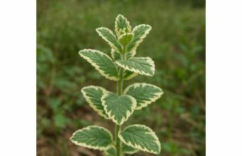 Discover pineapple mint benefits for digestion, tea use, antioxidant support, and safe dosing, plus what to know about essential oil caution.