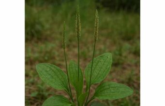 Learn how plantain may soothe dry coughs, throat irritation, and minor wounds, with practical uses, dosage guidance, and key safety precautions.