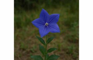 Explore platycodon benefits for cough, phlegm, sore throat, and chest congestion, plus traditional uses, dosage, side effects, and safety tips.