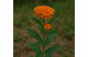 Learn pleurisy root’s traditional uses for dry cough, chest tightness, and feverish colds, plus dosage, preparations, side effects, and key safety risks.