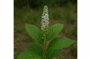 Poke Root Medicinal Properties, Research, Side Effects, and Risks Learn poke root’s traditional uses, research, major toxic risks, and why this historically used herb is not considered safe for home self-treatment.