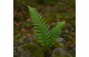 Explore polypody’s traditional uses for cough with phlegm and occasional constipation, plus dosage guidance, herbal support, and key safety precautions.