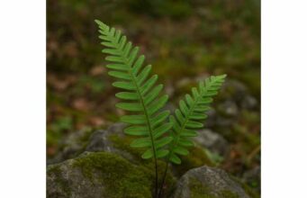 Explore polypody’s traditional uses for cough with phlegm and occasional constipation, plus dosage guidance, herbal support, and key safety precautions.