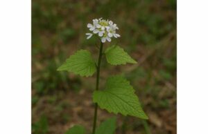 Learn how poor man’s mustard may support digestion, appetite, and seasonal nourishment, with practical uses, dosage tips, and key safety precautions.