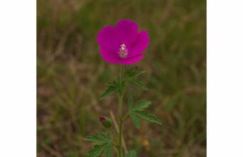 Explore poppy mallow root’s traditional uses for internal pain and head-cold discomfort, plus edible-root history, preparation notes, and key safety limits.