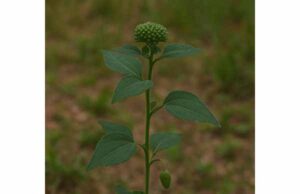 Poreleaf for Inflammation, Digestive Support, Culinary Uses, Dosage, and Safety Discover poreleaf benefits for digestion, inflammation, and culinary use, plus practical dosage guidance, safety tips, and what the evidence supports.