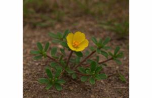 Portulaca (Portulaca oleracea) Uses for Metabolic Health, Liver Support, and Digestive Balance Explore purslane benefits for blood sugar, fatty liver, and digestion, with realistic dosing, oxalate cautions, and the best ways to use it.