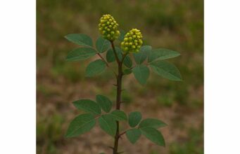 Learn how prickly ash may support tooth and gum comfort, digestion, and circulation, with traditional uses, dosage guidance, and key safety cautions.