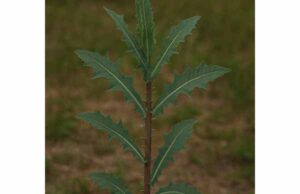 Explore prickly lettuce for relaxation, sleep, mild pain, cough, and digestive tension, with practical dosage guidance, preparation tips, and safety cautions.