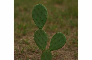 Prickly Pear (Opuntia ficus-indica) Nutrition, Uses, Blood Sugar Support, and Safety Guide Explore prickly pear benefits for blood sugar balance, digestive comfort, and antioxidant support, plus practical uses, serving sizes, and safety tips.