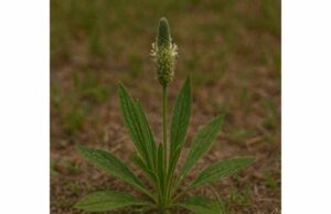 Psyllium Benefits for Constipation Relief, Metabolic Support, and Evidence-Based Use Discover psyllium benefits for constipation, cholesterol, and blood sugar support, plus how to use it safely with the right dose and enough water.