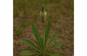 Discover psyllium benefits for constipation, cholesterol, and blood sugar support, plus how to use it safely with the right dose and enough water.