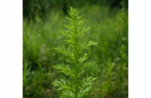 Qing hao (Artemisia annua) Traditional Uses, Health Benefits, and Precautions Qing hao (Artemisia annua) offers antioxidant, anti-inflammatory, and antimicrobial benefits, with potential liver support—plus key safety tips and proper use.