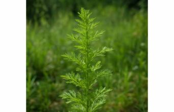 Qing hao (Artemisia annua) Traditional Uses, Health Benefits, and Precautions Qing hao (Artemisia annua) offers antioxidant, anti-inflammatory, and antimicrobial benefits, with potential liver support—plus key safety tips and proper use.