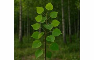 Quaking Aspen for Inflammation, Digestive Support, and Traditional Herbal Use Discover quaking aspen’s traditional uses for inflammation, pain relief, digestive support, and urinary irritation, plus dosage tips and safety.