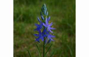 Quamash Food Benefits, Traditional Preparation, and Safety Guide Learn quamash food benefits, traditional preparation, digestive effects, and key safety tips, including why correct identification and full cooking matter.