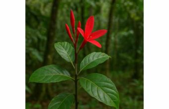 Quassia (Quassia amara) Health Benefits for Digestion, Skin Support, and Bitter Tonic Use Discover Quassia benefits for appetite, sluggish digestion, and skin support, plus topical uses, research highlights, and important safety precautions.