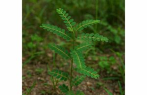 Quebra pedra (Phyllanthus niruri) Kidney Stone Support, Herbal Uses, and Safe Intake Learn how quebra pedra may support kidney stone management, liver health, and urinary comfort, with practical uses, dosage guidance, and safety tips.