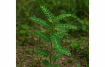 Quebra pedra (Phyllanthus niruri) Kidney Stone Support, Herbal Uses, and Safe Intake Learn how quebra pedra may support kidney stone management, liver health, and urinary comfort, with practical uses, dosage guidance, and safety tips.