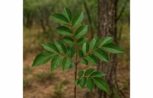 Quebracho (Schinopsis lorentzii) Benefits, Tannin Compounds, Uses, and Safety Learn how quebracho may support digestion, gut balance, and tissue tone through its tannin-rich astringent compounds, plus key safety considerations.