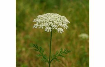 Queen Anne’s Lace: Benefits, Unique Medicinal Properties, Culinary Uses, and Research Insights