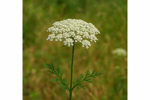 Queen Anne’s Lace (Daucus carota) Wild Carrot Uses, Seed Benefits, and Safety Guide Learn Queen Anne’s lace uses for digestive and urinary support, seed benefits, and the key safety risks, including poisonous look-alikes and pregnancy caution.