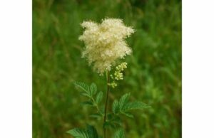 Queen of the Meadow for Digestion, Pain Relief, and Safe Herbal Use Explore Queen of the Meadow benefits for mild pain, inflammatory discomfort, heartburn-prone digestion, and safe short-term herbal use.