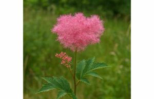 Queen of the Prairie Traditional Uses, Key Ingredients, and Safety Tips Discover Queen of the Prairie’s traditional astringent uses, likely antioxidant and anti-inflammatory potential, and safe modern considerations for herbal use.