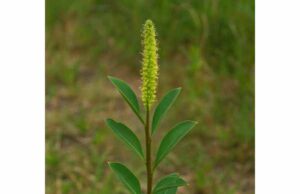 Queen’s Delight (Stillingia sylvatica) Medicinal Properties, Historical Uses, and Safety Guide Explore Queen’s Delight, a historically used root with irritant properties, traditional alterative roles, and modern safety cautions for skin and digestive support.