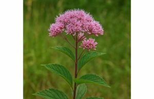 Queen’s Root (Eupatorium purpureum) Benefits, Urinary Uses, Dosage, and Safety Queen's Root, traditionally used for urinary irritation and mild inflammatory discomfort, offers historical support while modern safety cautions apply.