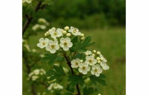 Quicksilver (Crataegus monogyna) Key Ingredients, Cardiovascular Benefits, and Dosage Hawthorn supports heart health and circulation with mild antioxidant and anti-inflammatory benefits, offering traditional cardiovascular support under careful use.