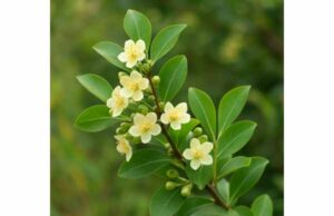 Discover Quillaja, a saponin-rich bark used traditionally as an expectorant and topically, now valued in food and vaccine applications.