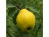 Quince supports digestion, soothes throat with seed mucilage, and provides antioxidant-rich fruit and peel for gentle, food-based wellness.