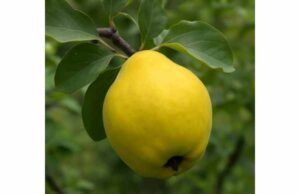 Quince Medicinal Properties, Digestive Benefits, and Safe Use Quince supports digestion, soothes throat with seed mucilage, and provides antioxidant-rich fruit and peel for gentle, food-based wellness.