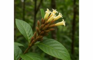 Quinine Bush (Remijia peruviana) Uses for Fever, Bitter Tonic Support, and Safety Quinine Bush is a historically significant quinine-type bark used for bitter tonic support and fever, but modern self-use requires caution and expertise.