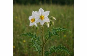 Radical Weed (Solanum carolinense): Key Ingredients, Potential Benefits, Uses, and Safety Explore Radical Weed’s historical antispasmodic and antimicrobial uses while understanding its potent chemistry and significant safety risks.