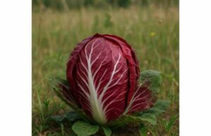 Radicchio supports digestion, appetite, and antioxidant intake as a bitter, nutrient-rich leafy vegetable for balanced meals.