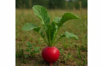 Radish supports digestion, appetite, and antioxidant defense while contributing to liver and circulatory health as a versatile, nutrient-rich vegetable.